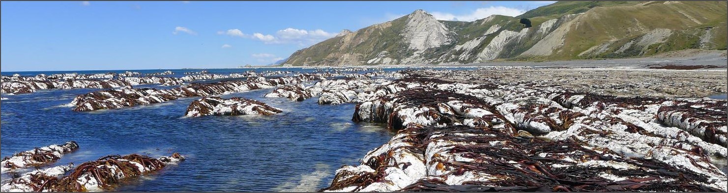 Uplifted coastal platform and bull kelp (_Durvillaea antarctica_). Photo by Kate Clark